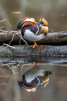 Sleepy Mandarin
