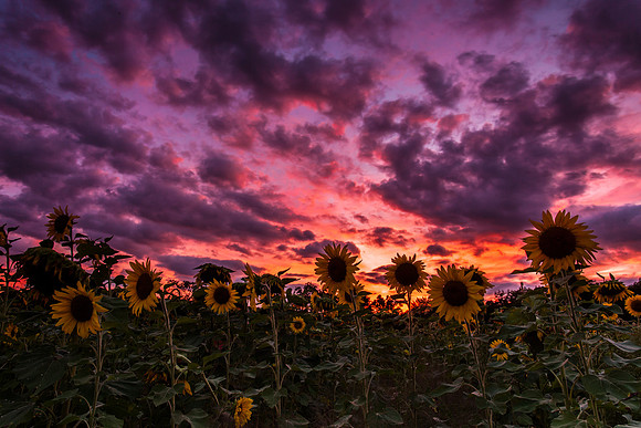 Sunflowers