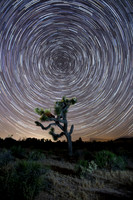 Joshua Tree