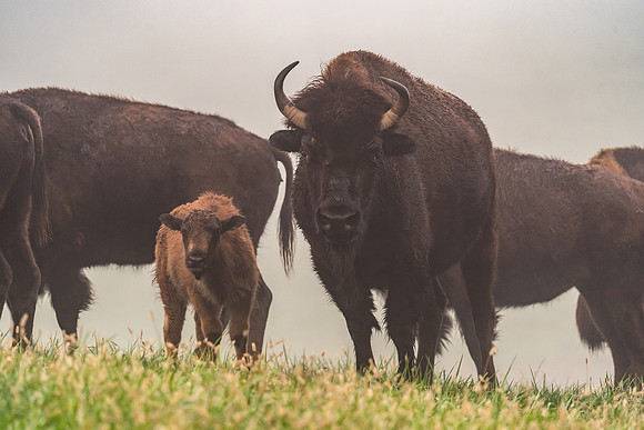Buffalo Fam
