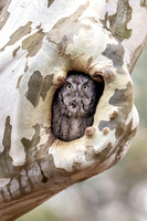 Eastern Screech Grey Morph