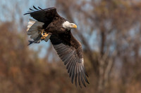 Eagle with dinner