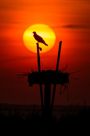 Osprey at sunset