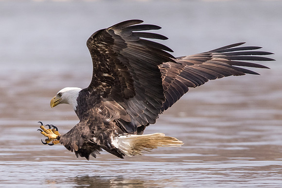 Talons Out