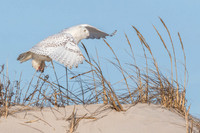 Flight