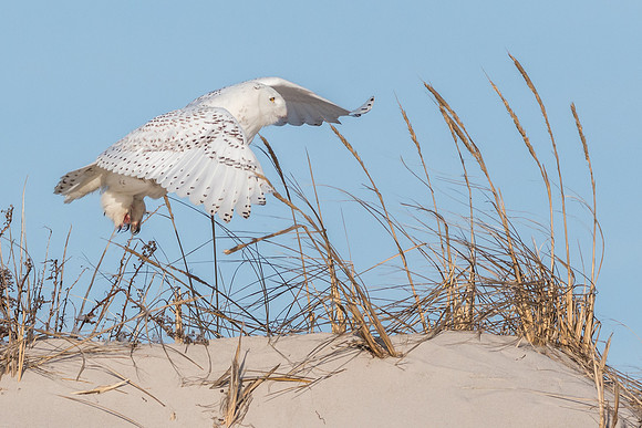 Flight