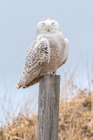 Happy Snowy Owl