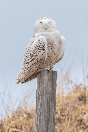 Happy Snowy Owl