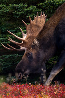 Moose Closeup