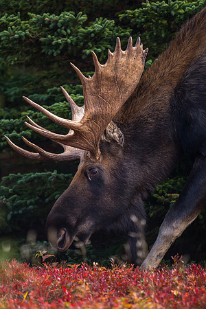 Moose Closeup