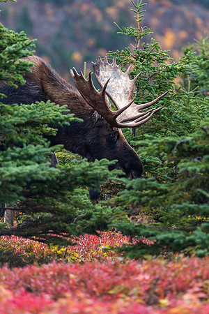 Moose in the Trees