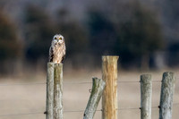 Short Eared Owl