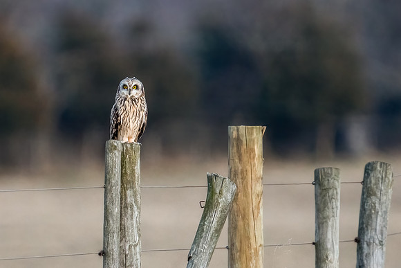 Short Eared Owl
