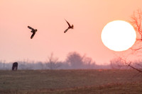 Short Ears at Sunset