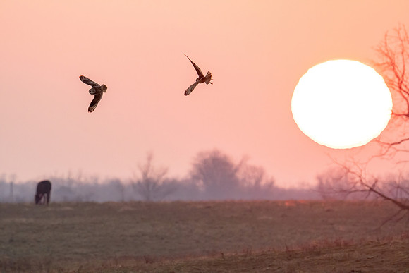 Short Ears at Sunset
