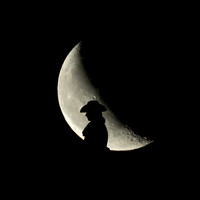 Silhouette