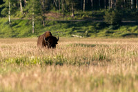 Buffalo Buffalo Buffalo