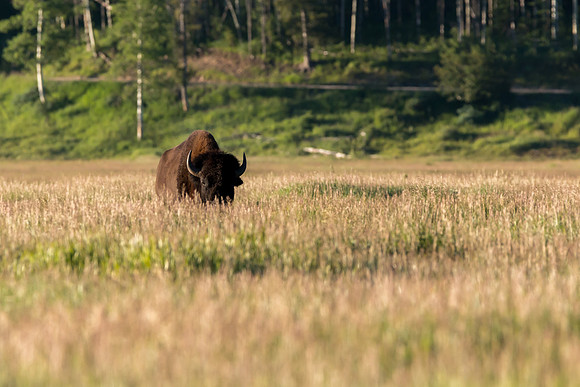 Buffalo Buffalo Buffalo