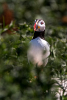 Puffin at the den