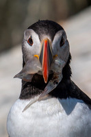 Puffin
