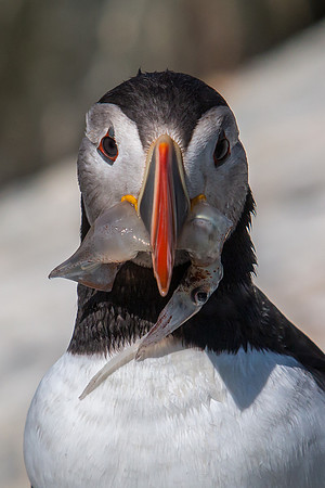 Puffin