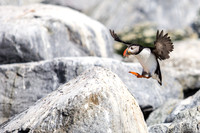 Puffin Landing