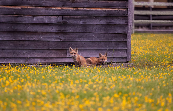 Fox in New Jersey