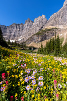 Glacier National Park Flowers