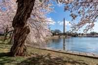 Washington DC Cherry Spring Bloom