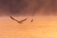 Eagle Missing Breakfast