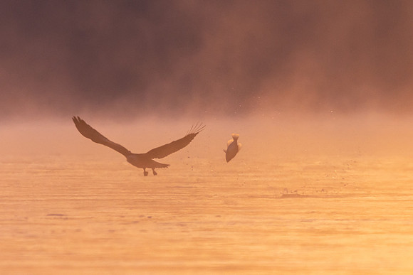 Eagle Missing Breakfast