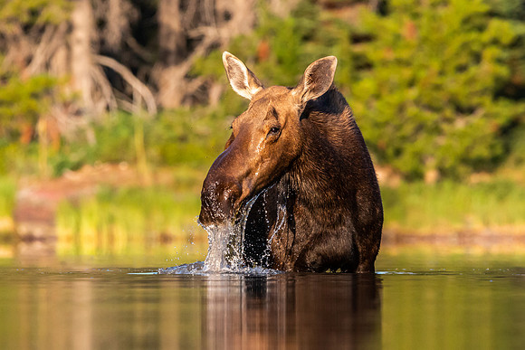 Thirsty Moose