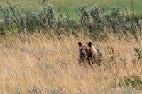 Grizzly Bear