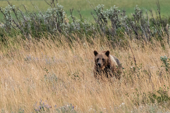 Grizzly Bear