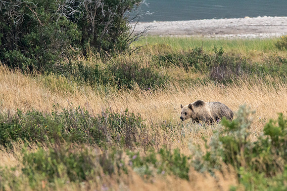 Grizzly Cub