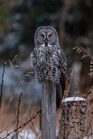 Great Grey Owl