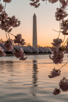 Tidal Basin Blooms