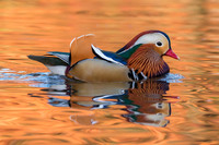 Central Park Mandarin Duck