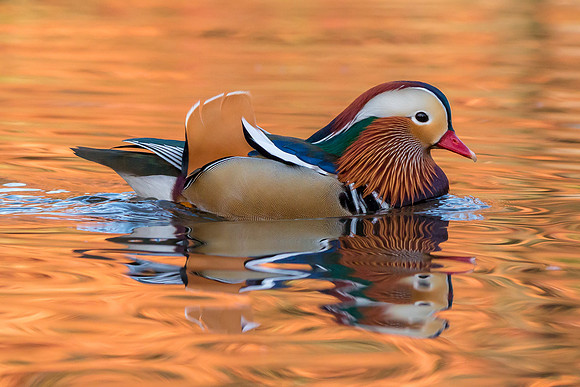 Central Park Mandarin Duck