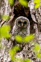 Barred Owlet