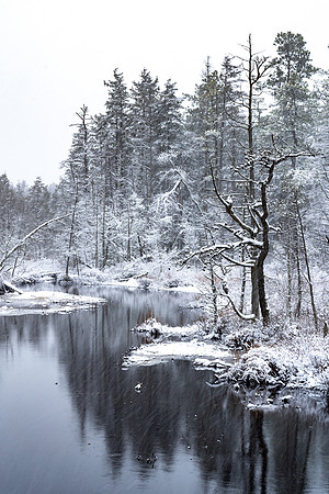 Pond