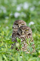 Burrowing Owl Pair