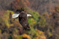 Eagle with Fall Colors