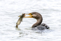 Cormerant with a Catch