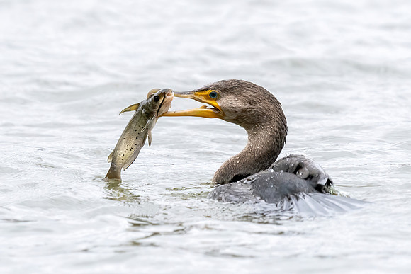 Cormerant with a Catch