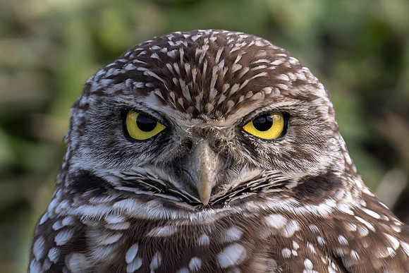 Burrowing Owl Portrait