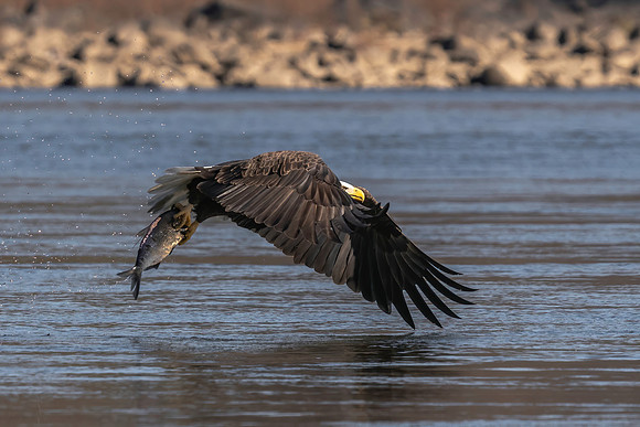 Eagle with a Catch
