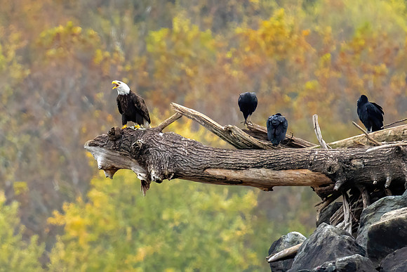 Eagle With Lunch