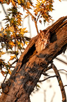 Eastern Screech Owl in a Tree