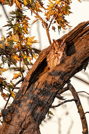 Eastern Screech Owl in a Tree